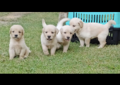 Baby face Golden Retriever